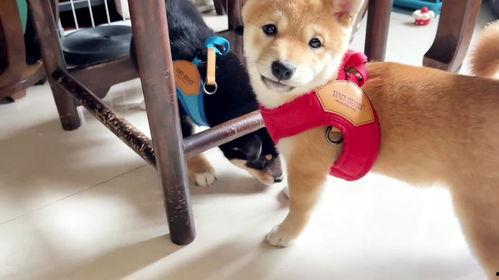 爆料狗狗打架视频播放,一场宠物间的生死较量